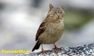 Gattufo_PorcoDrillo